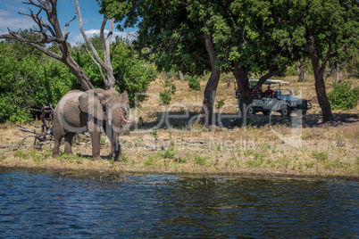 Elephant walking along wooded riverbank near jeep