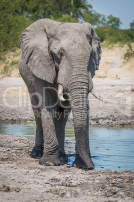 Elephant walking around edge of water hole