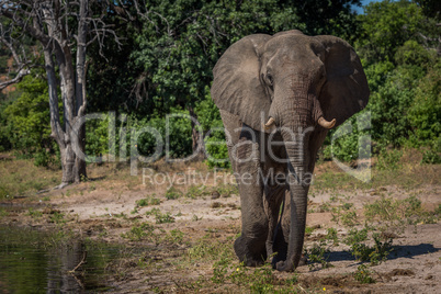 Elephant walking along wooded shoreline towards camera