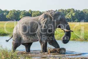 Elephant walking through river with curled trunk
