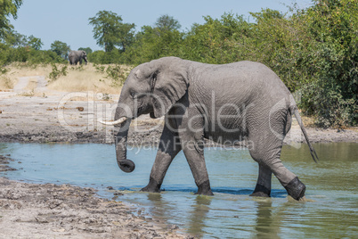 Elephant walking from water hole in profile