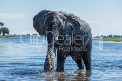 Elephant washing grass with trunk in river