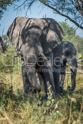 Elephant with baby in trees facing camera