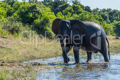 Elephant wet from swimming walks in shallows