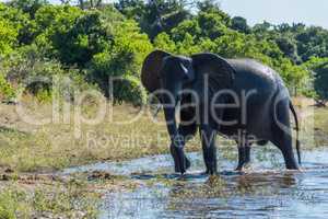Elephant wet from swimming walks in shallows