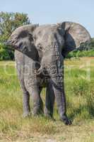 Elephant with missing tusk in grassy meadow