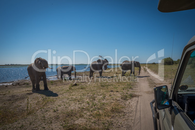 Elephants on riverbank cross track by jeep