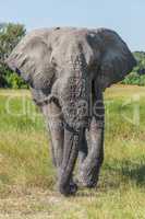 Elephant with missing tusk walking towards camera