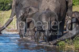 Family of elephants drinking water in shallows