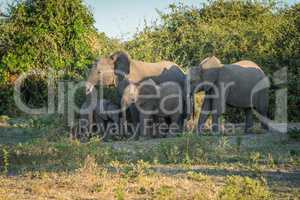 Family of elephants facing camera beside bushes