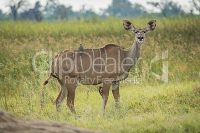 Female greater kudu with oxpeckers facing camera