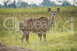 Female greater kudu with oxpeckers facing camera