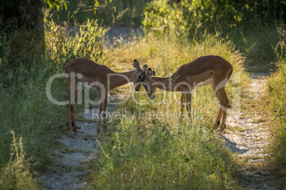 Female impala butting heads in dappled sunlight