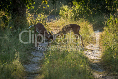 Female impala butting heads on woodland track