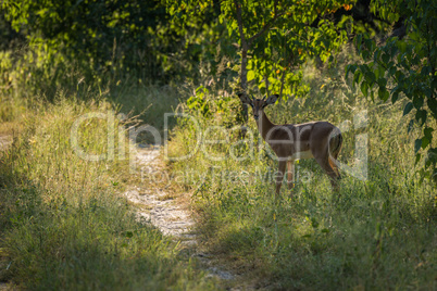 Female impala by track in dappled sunlight