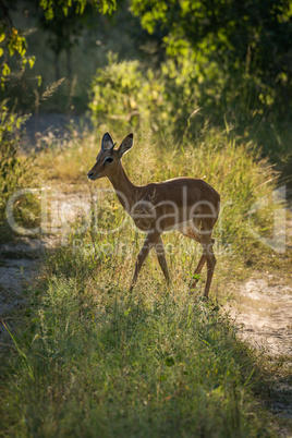 Female impala crossing track in sunlit woodland
