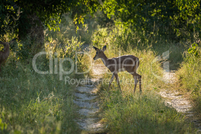 Female impala crossing track in dappled sunlight