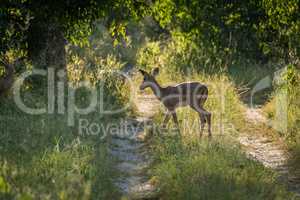 Female impala crossing track in dappled sunlight