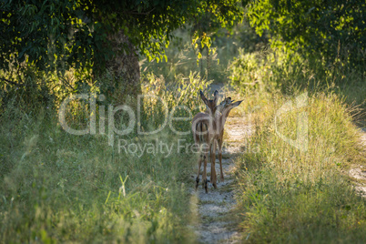 Female impala nuzzling each other on track