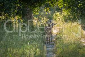 Female impala nuzzling each other on track