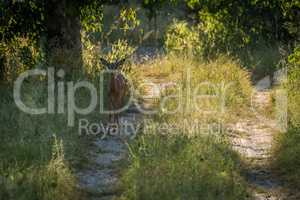 Female impala on woodland track facing camera