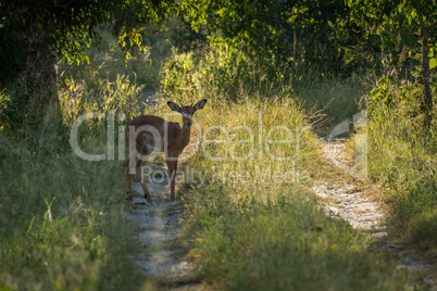 Female impala on track in dappled sunlight
