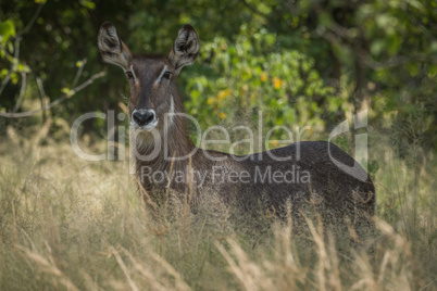 Female waterbuck in long grass facing camera