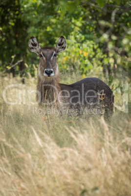 Female waterbuck facing camera in long grass