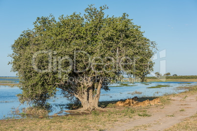 Five lions lying under tree on riverbank