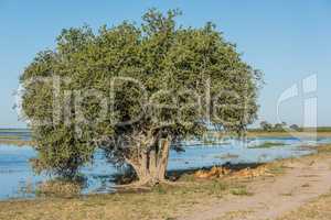 Five lions lying under tree on riverbank