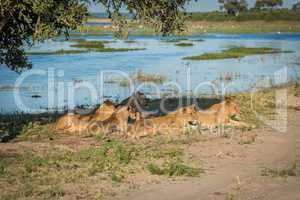 Five lions lying under tree by river