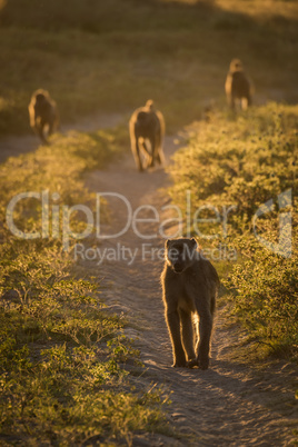 Four chacma baboons walking down sandy track