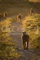 Four chacma baboons walking down sandy track