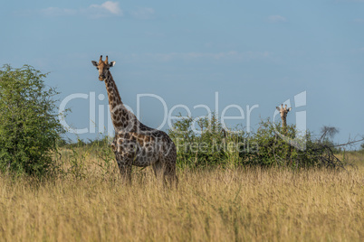 Giraffe in grass with baby behind bush