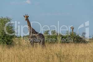 Giraffe in grass with baby behind bush