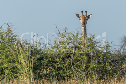 Giraffe peeping over bush under blue sky