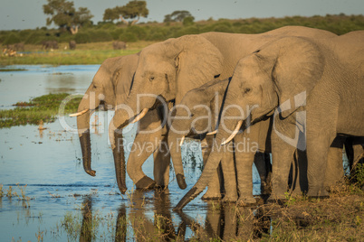 Four elephants in line drinking from river