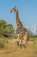 Giraffe stands in grassy clearing facing camera
