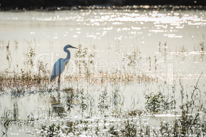 Great white egret standing in shallow river