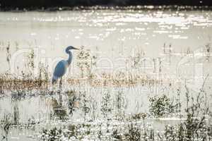 Great white egret standing in shallow river