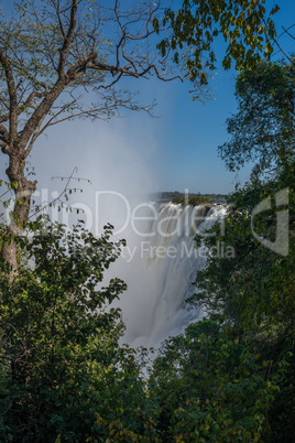 Glimpse of Victoria Falls framed by trees