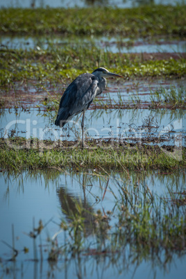 Grey heron on grassy bank in shallows