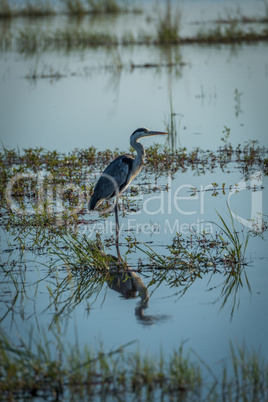 Grey heron fishing in river with plants