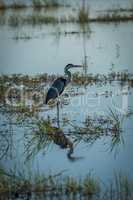 Grey heron fishing in river with plants
