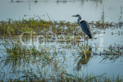 Grey heron standing in shallows with plants