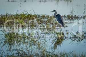 Grey heron standing in shallows with plants