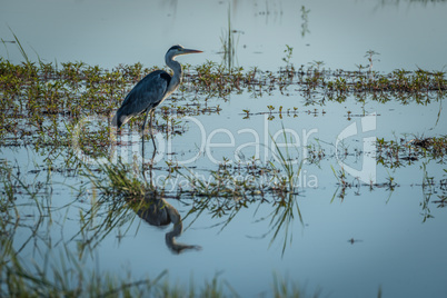 Grey heron standing in river with plants