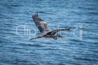 Grey heron with wings spread over water