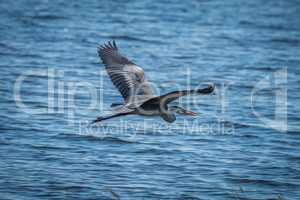 Grey heron with wings spread over water
