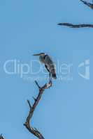 Grey heron standing on dead tree branch
